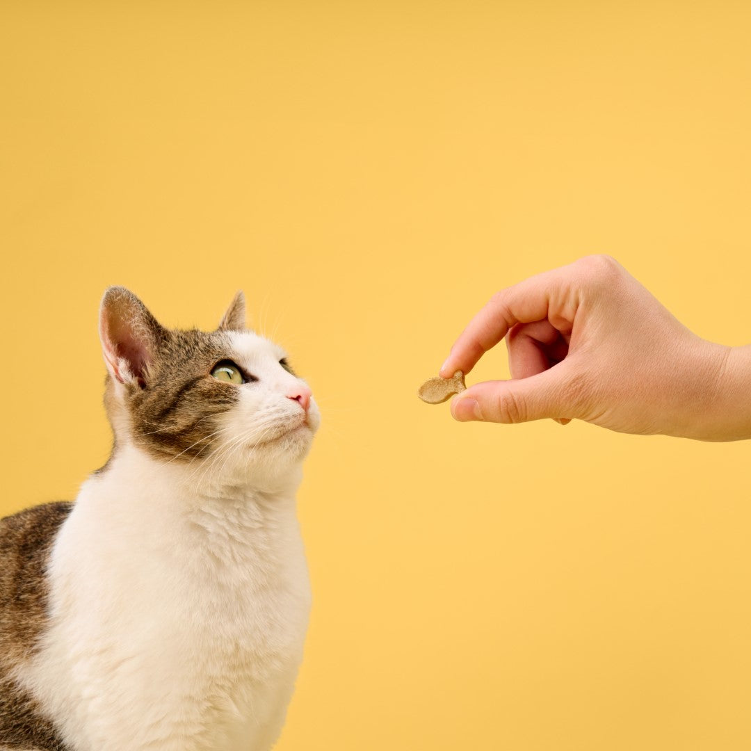 BoneItUp® Cat Edition Homemade Treats Kit