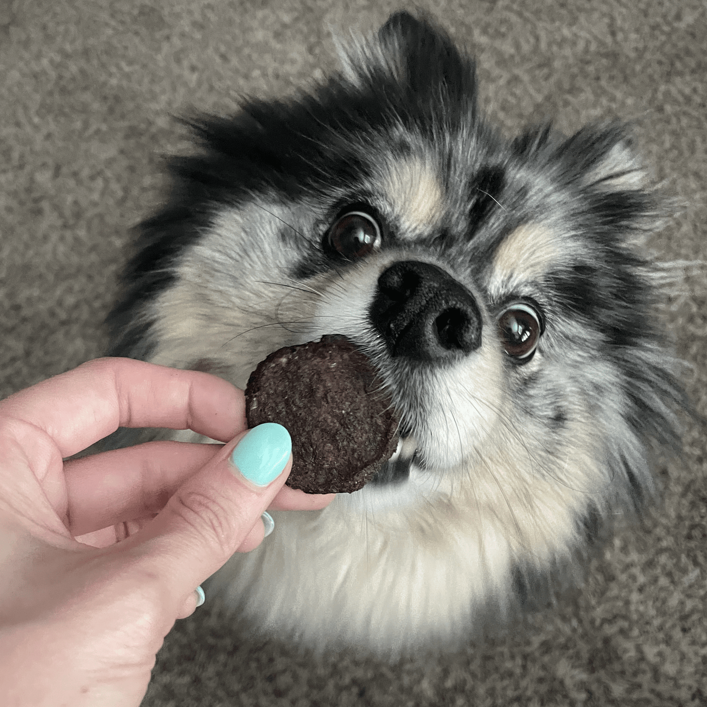 Holiday Chips for Dogs