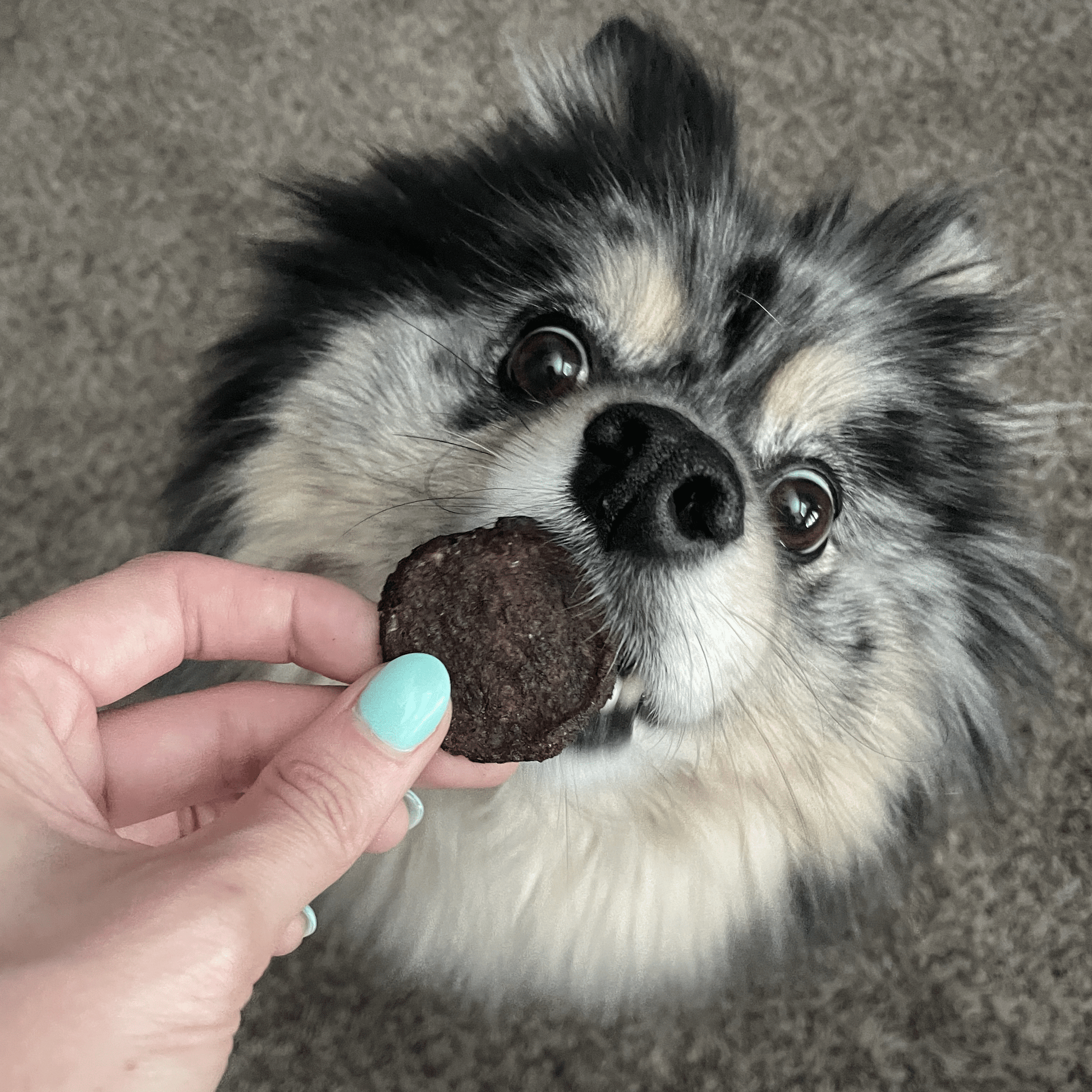 Holiday Chips for Dogs