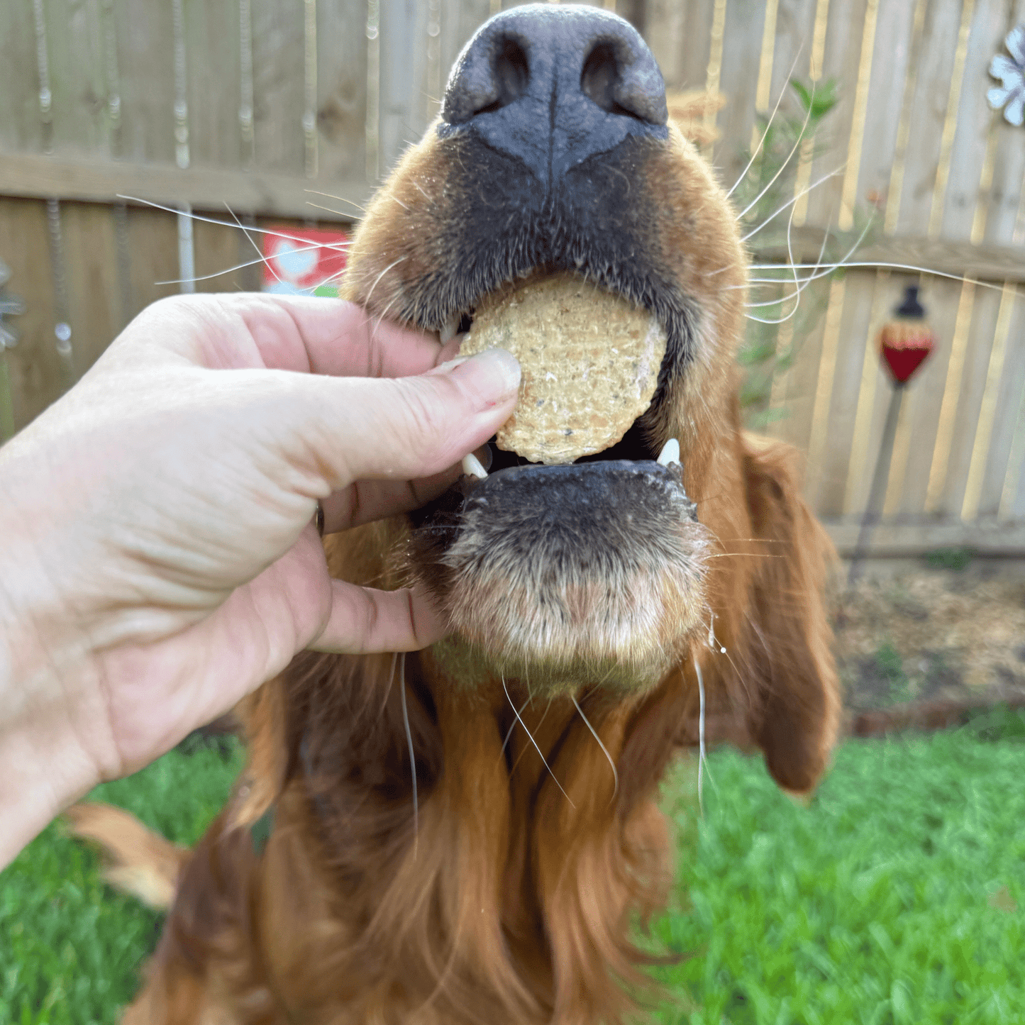 Holiday Chips for Dogs