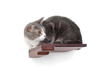 Cat Climbing Shelf