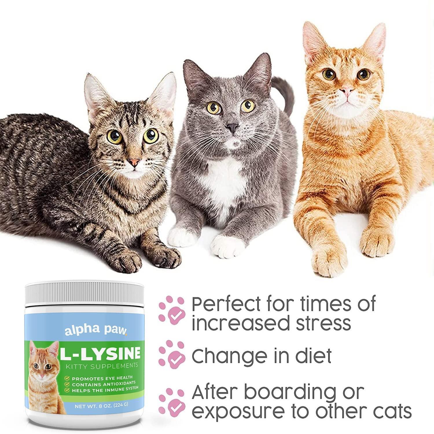 Cat L-Lysine