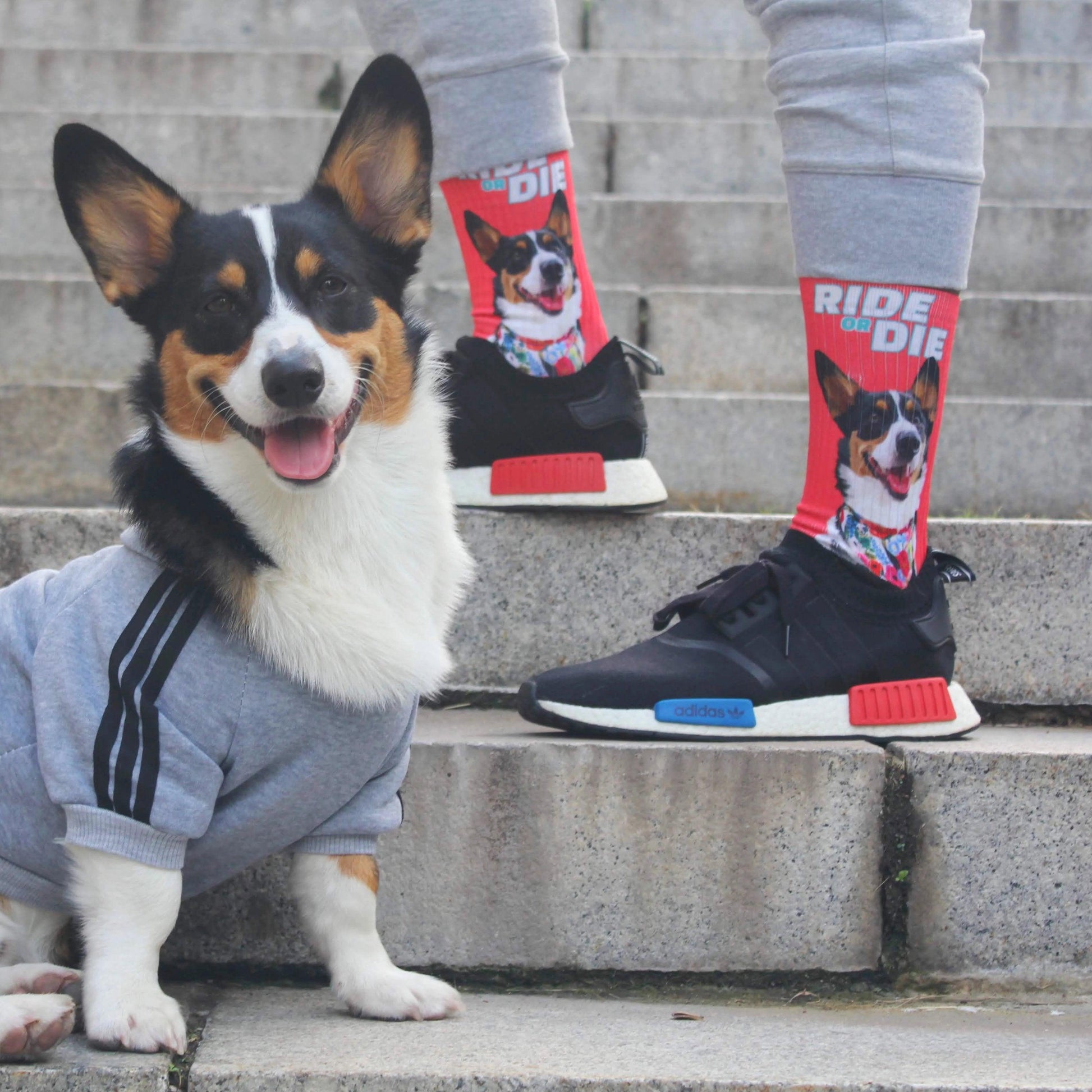 Custom Pet Socks