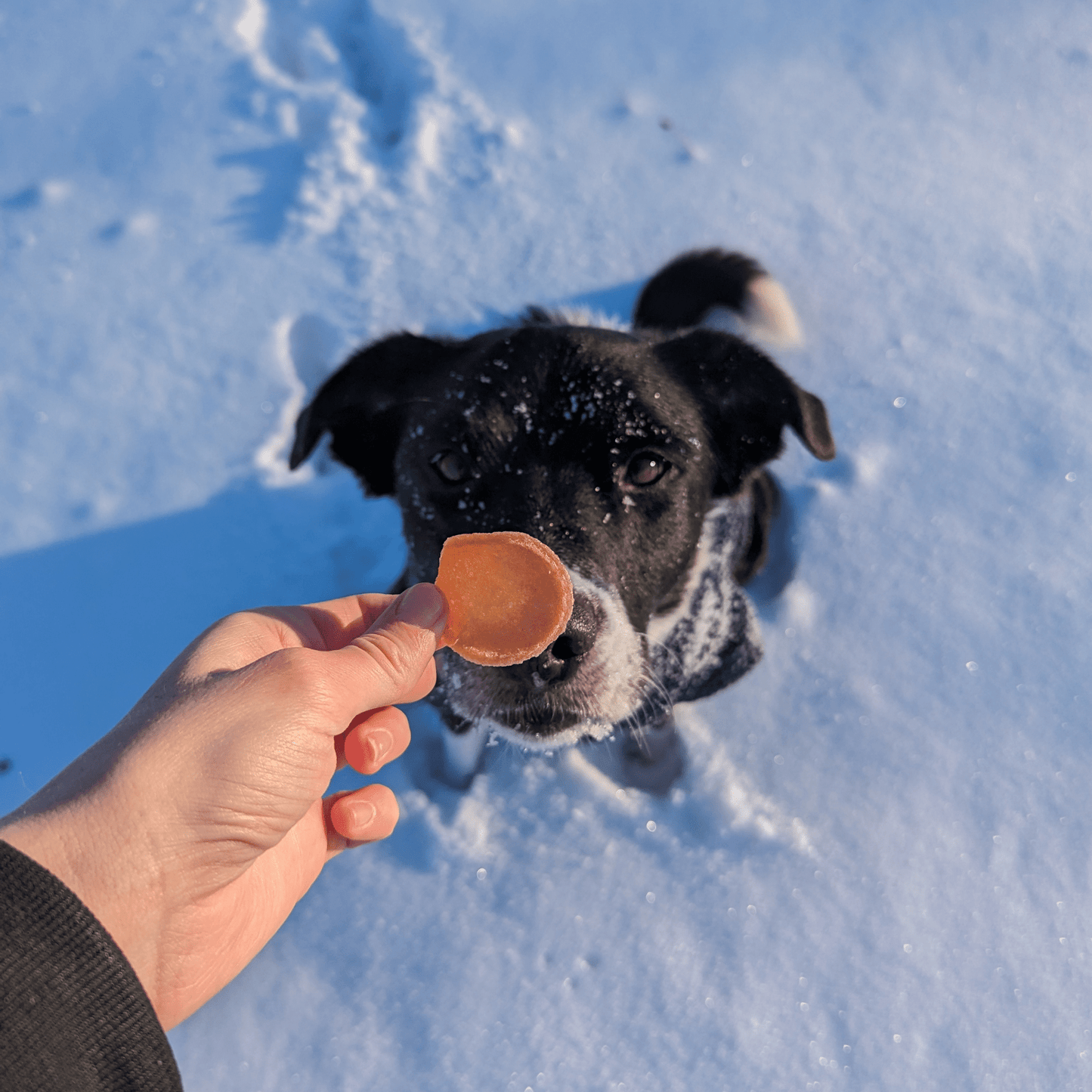 Holiday Chips for Dogs