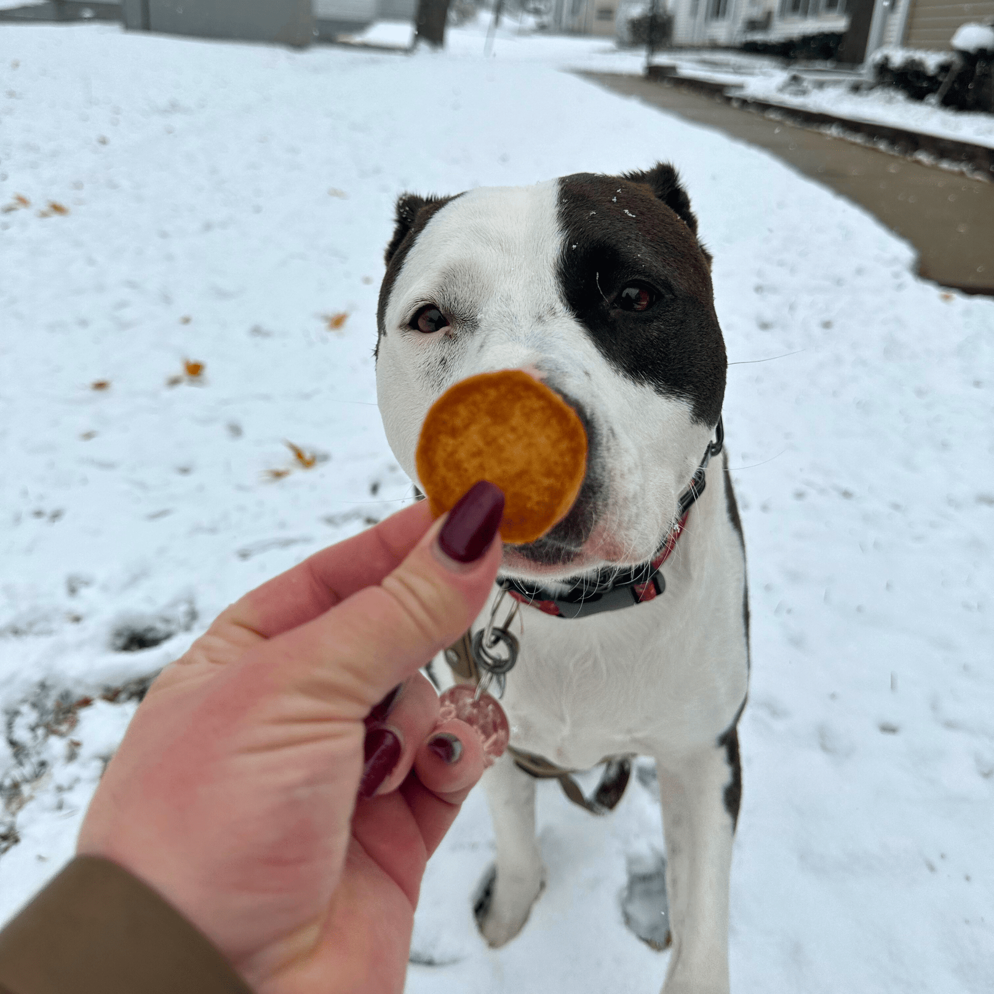 Holiday Chips for Dogs